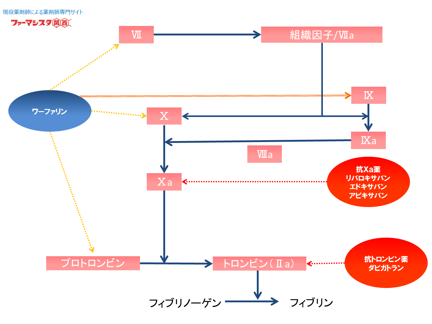 ワーファリンとNOAC（新規経口抗凝固薬）について【前編】【ファーマシスタ】薬剤師専門サイト