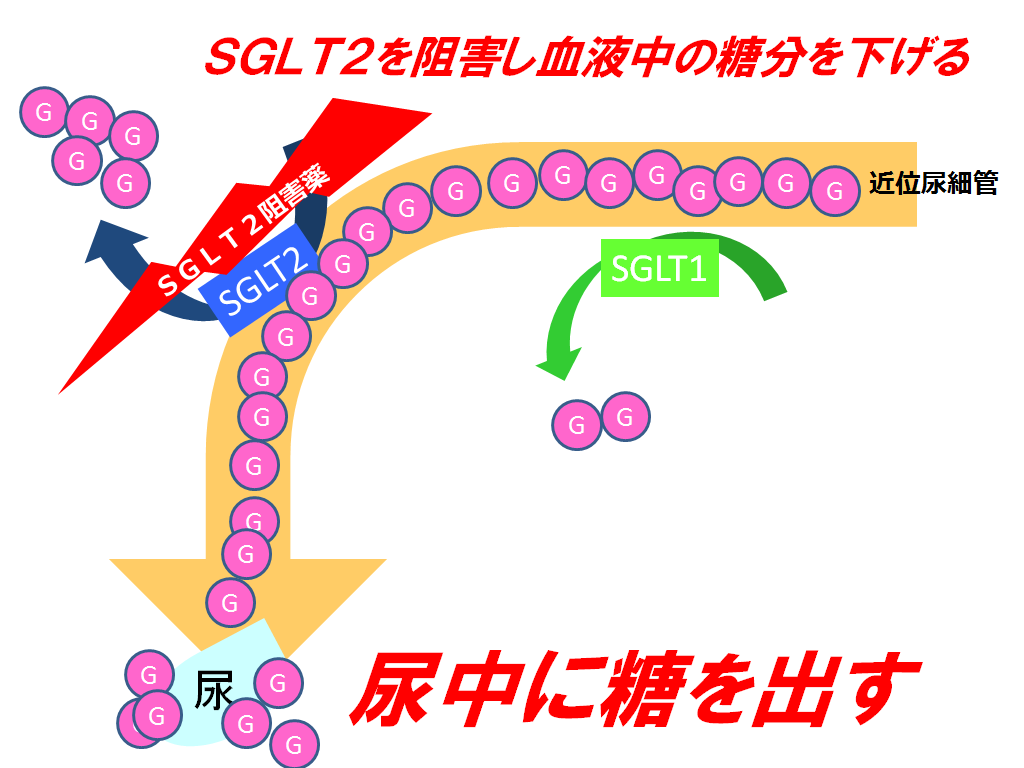 SGLT2阻害【スーグラ・フォシーガ】