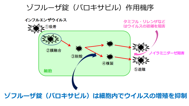 ゾフルーザ　作用機序