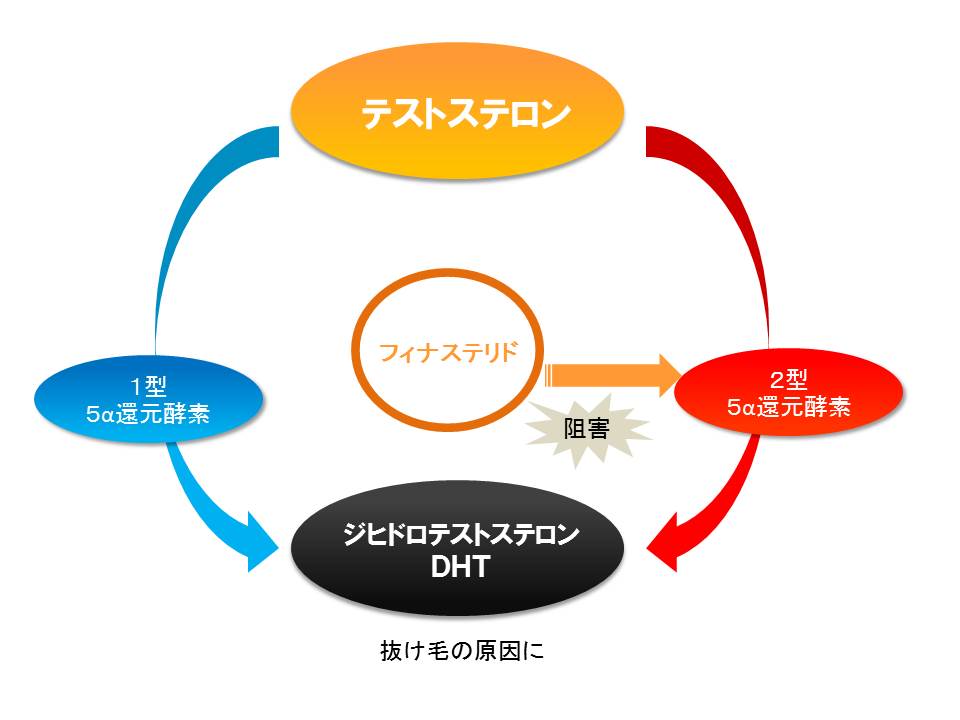 フィナステリド作用機序