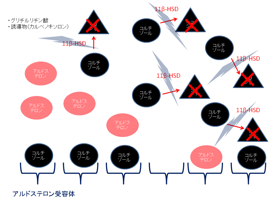 偽アルドステロン機序2
