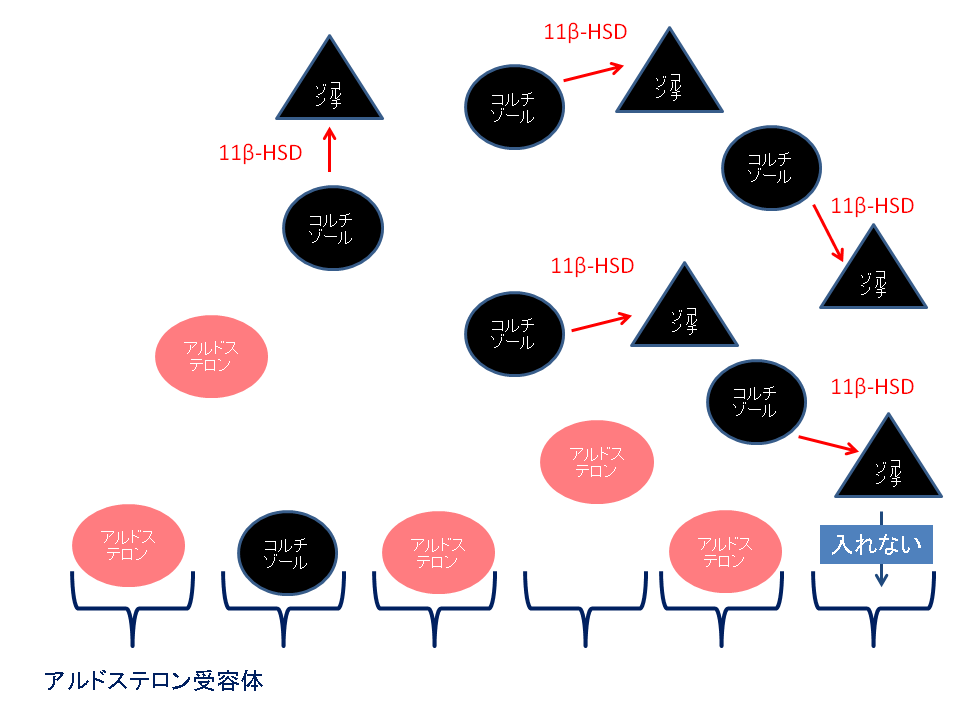偽アルドステロン機序