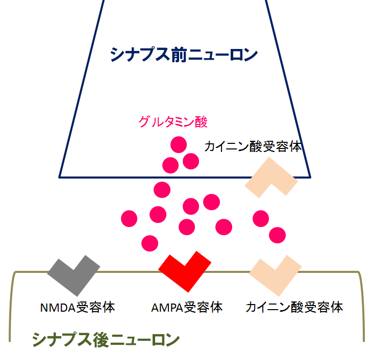 グルタミン受容体(AMPA受容体)