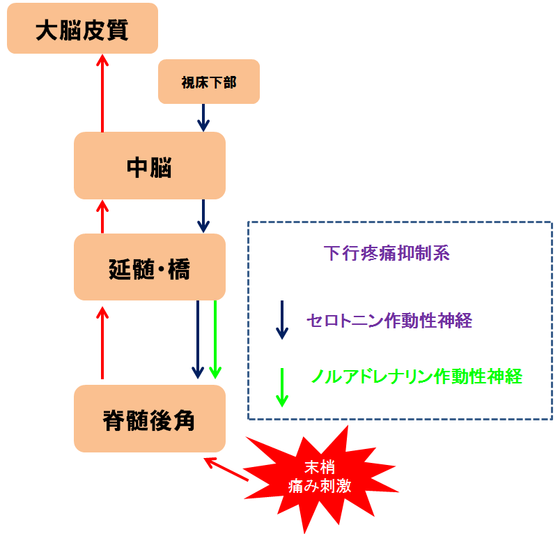 サインバルタの痛みの作用機序