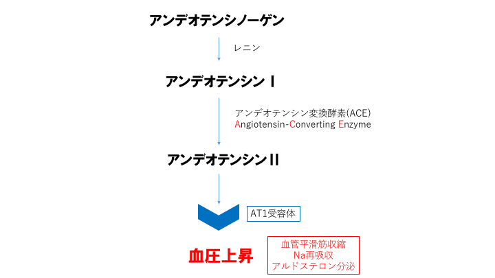 アンデオテンシン変換酵素