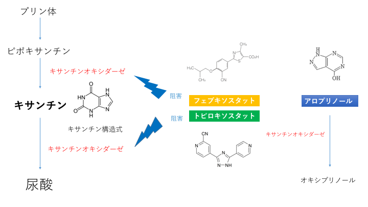 キサンチンオキシダーゼ阻害薬一覧・作用機序