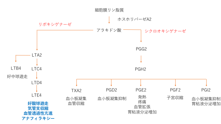 アラキドン酸カスケード