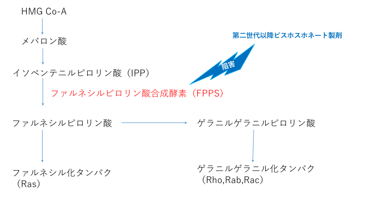 ビスホスホネート作用機序