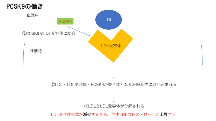 pcsk9とは