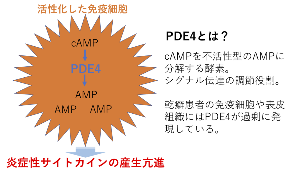 オテズラ作用機序